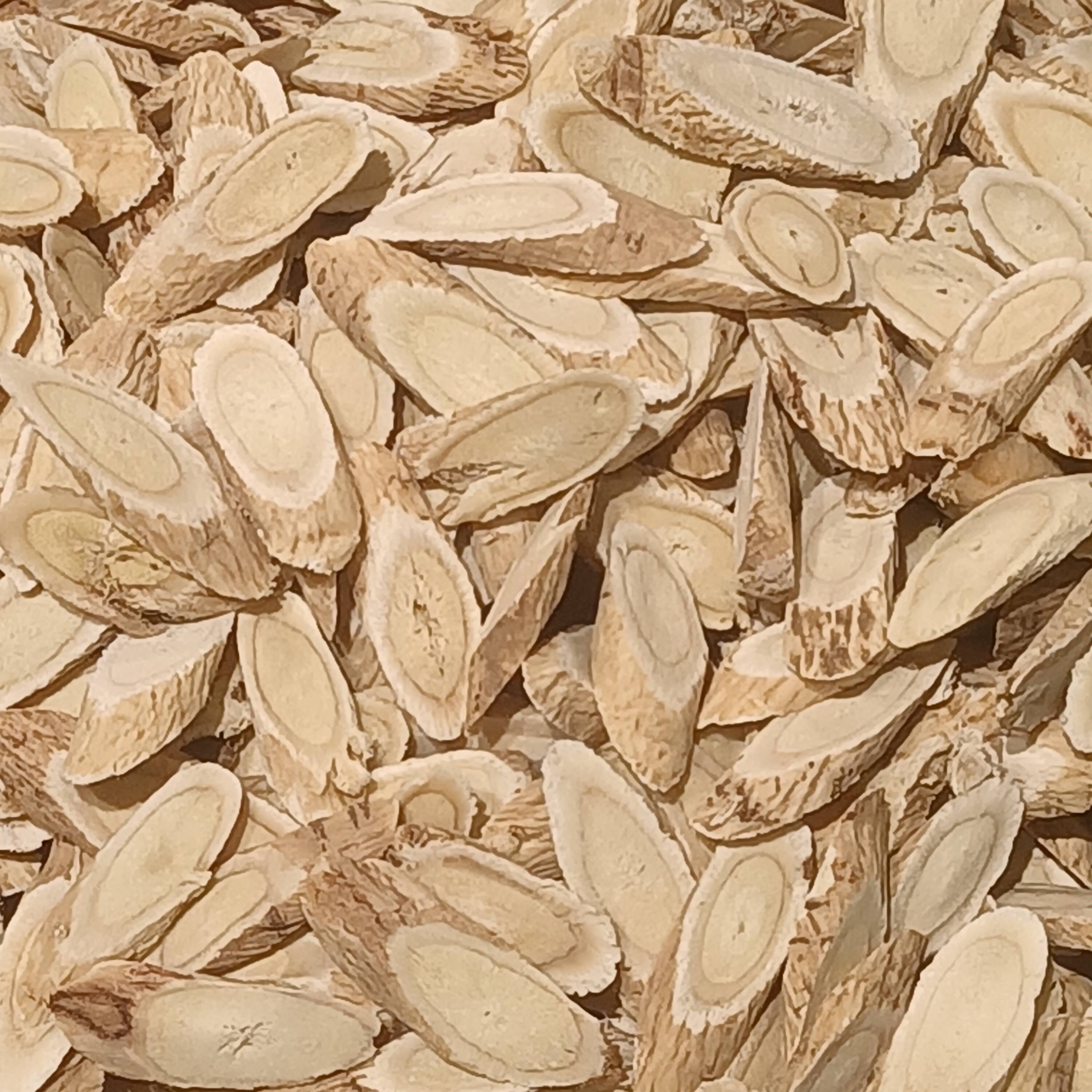 황기 — Astragalus membranaceus